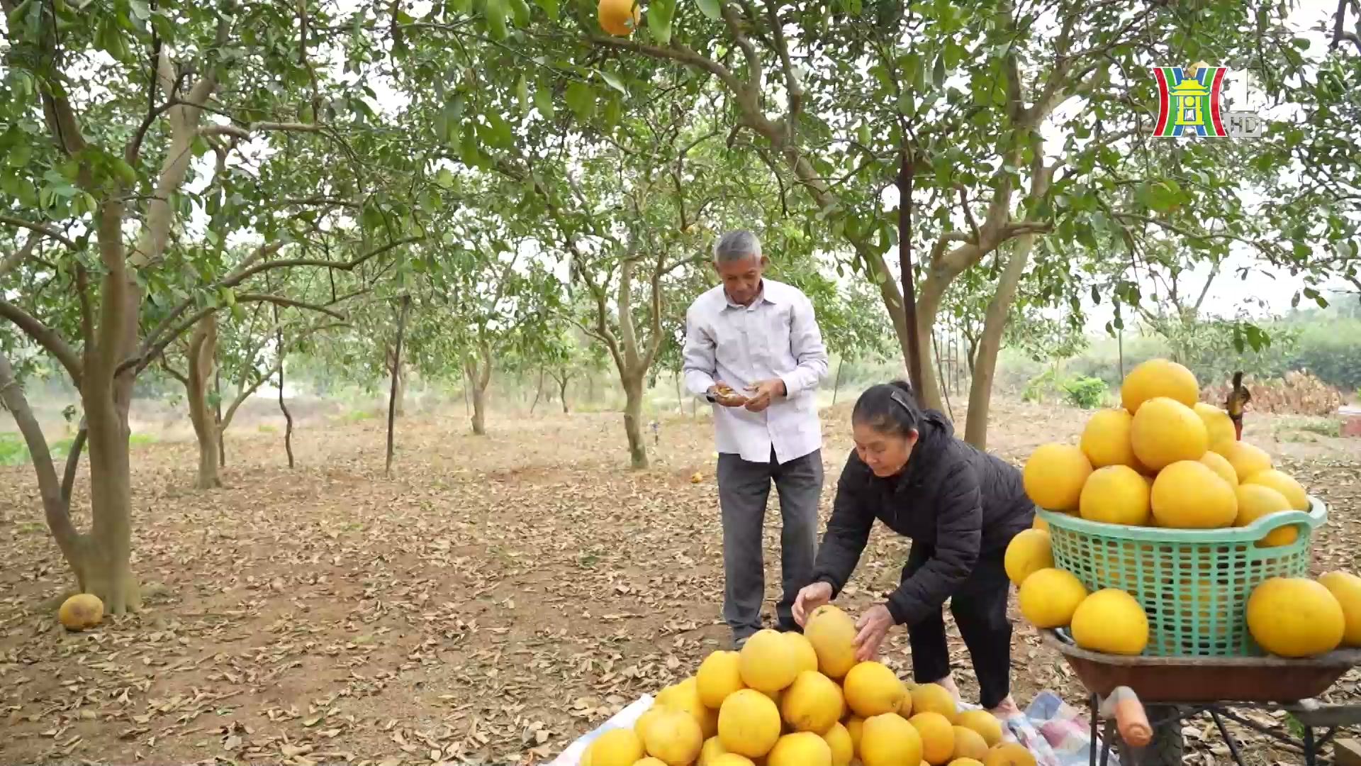 Đài Hà Nội