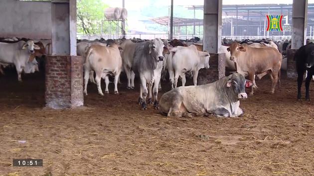 Chăn nuôi tuần hoàn (ngày 05/05/2023)