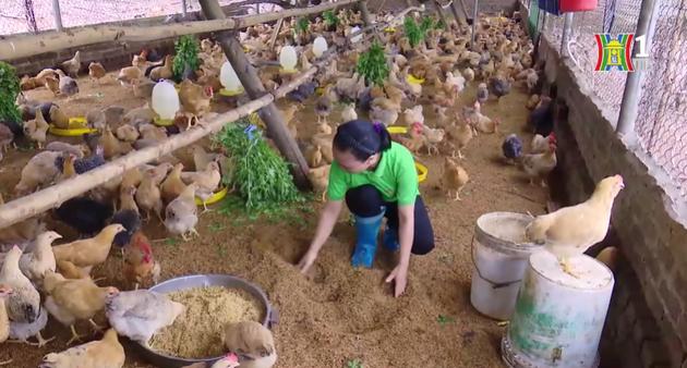 Xử lý môi trường nông thôn | Ứng phó với biến đổi khí hậu | 08/09/2023