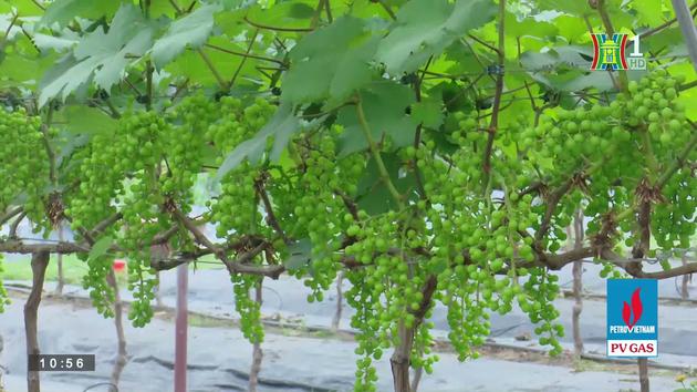Mô hình canh tác nông nghiệp thích ứng với BĐKH (ngày 14/04/2023)