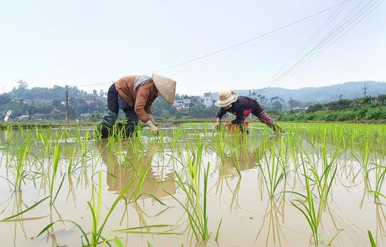 Sản xuất vụ Xuân thích ứng với Biến đổi khí hậu (ngày 17/2/2023)