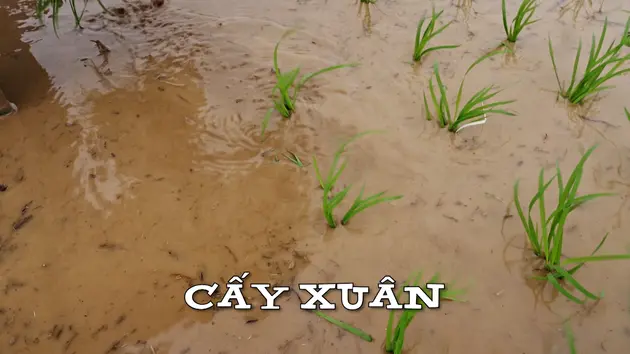 Đài Hà Nội