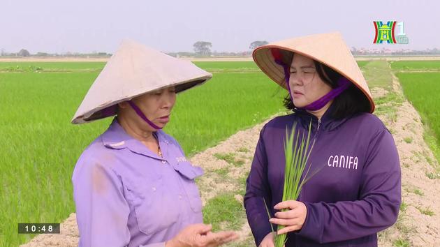 Chuyển đổi cơ cấu cây trồng (ngày 21/04/2023)