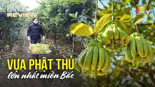 Đài Hà Nội