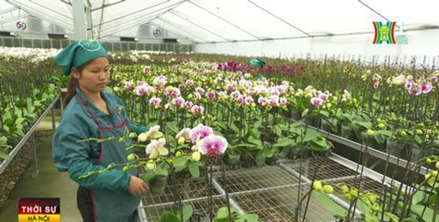 Đan Phượng đổi thay sau 15 năm hợp nhất