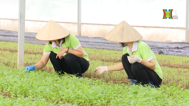Nông nghiệp ứng phó biến đổi khí hậu | Ứng phó với biến đổi khí hậu| 27/10/2023
