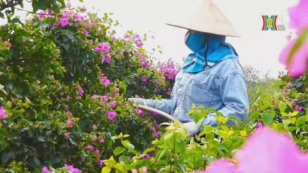 Hoa giấy Phù Đổng khoe sắc