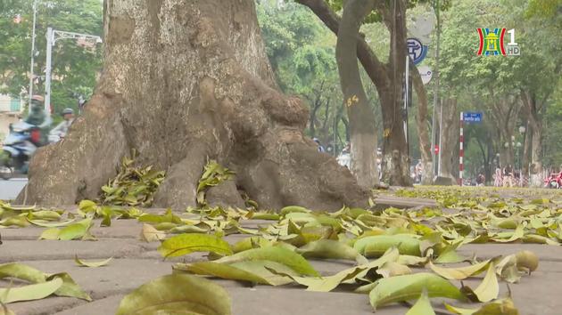 Đài Hà Nội