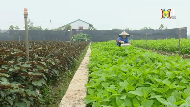 Đài Hà Nội