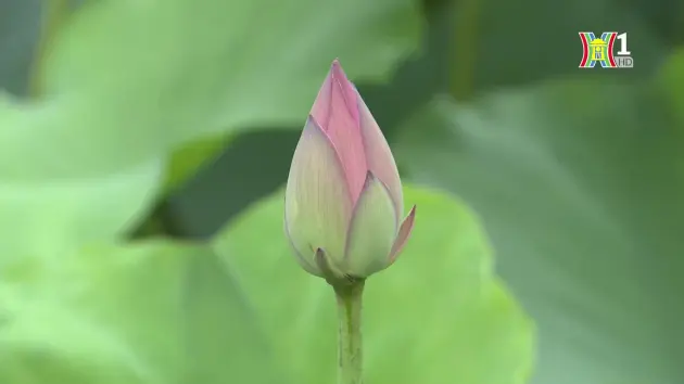 Đài Hà Nội
