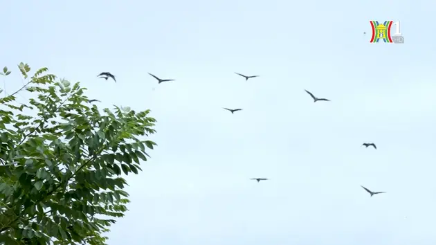 Đài Hà Nội