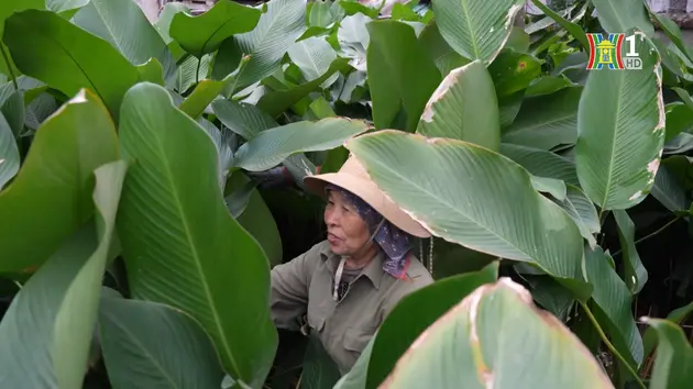 Đài Hà Nội