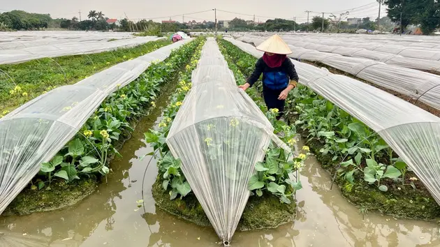Đài Hà Nội