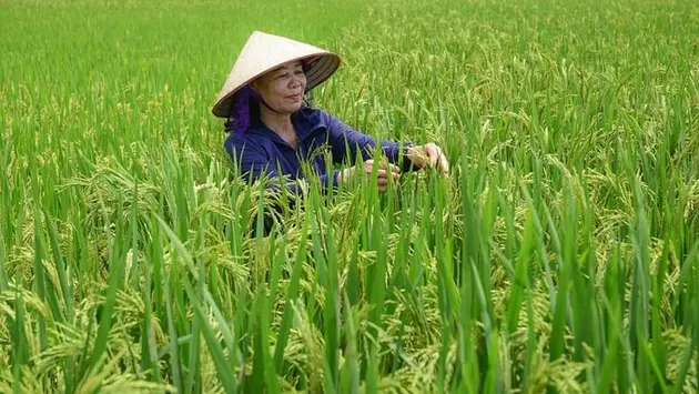 Đài Hà Nội