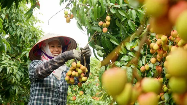 Đài Hà Nội