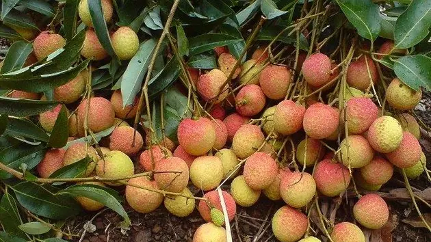Đài Hà Nội