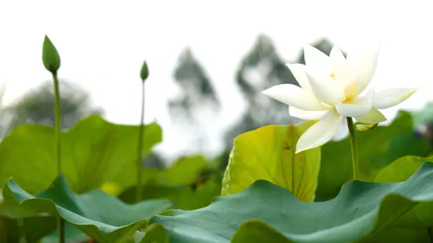 Đài Hà Nội